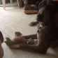 HERA JUGANDO CON SU PERRITO TENIA AQUI UNOS 6 MESES 